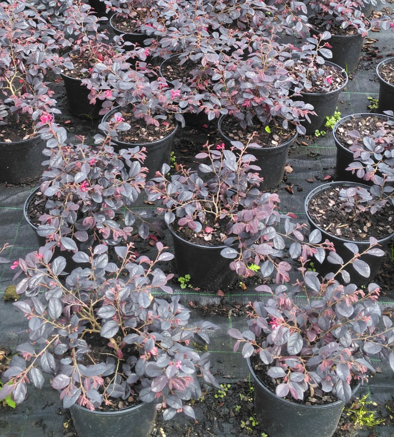 Loropetalum chinensis _Black Pearl_ V5L peq. dimensao Loropetalum chinensis Black Pearl V5L