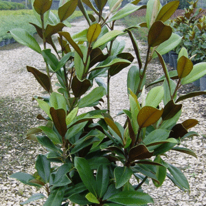 Magnolia Grandiflora