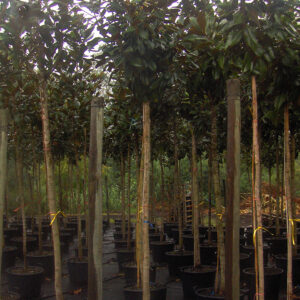 Magnolia Grandiflora B60L (CZ) peq.dime