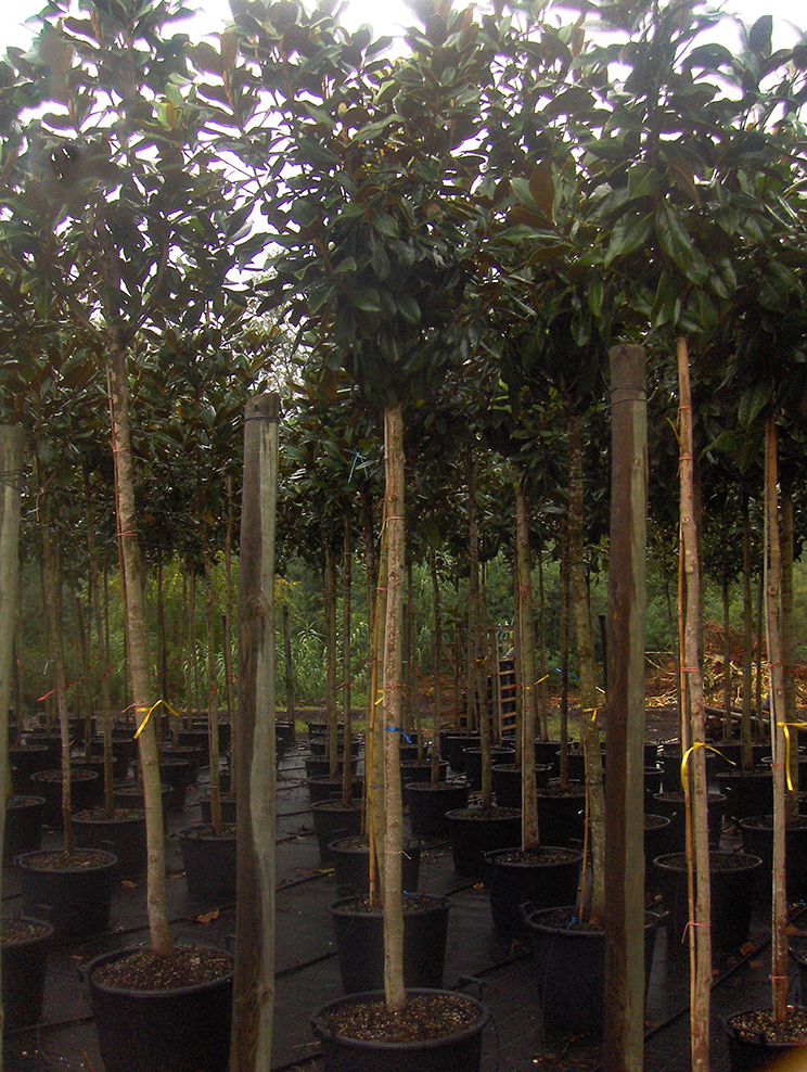 Magnolia Grandiflora B60L (CZ) peq.dime