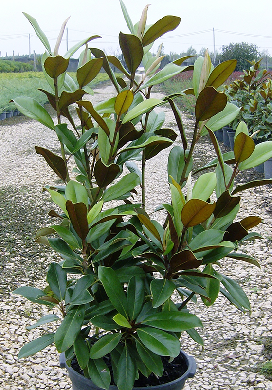 Magnolia Grandiflora