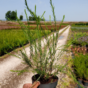 Melaleuca diosmaefolia