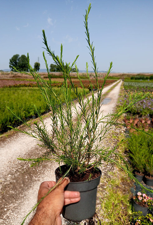 Melaleuca diosmaefolia