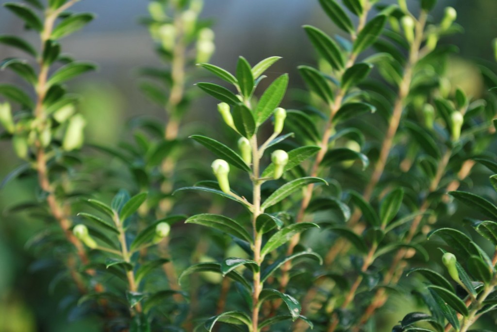 Myrtus Communis Tarentina