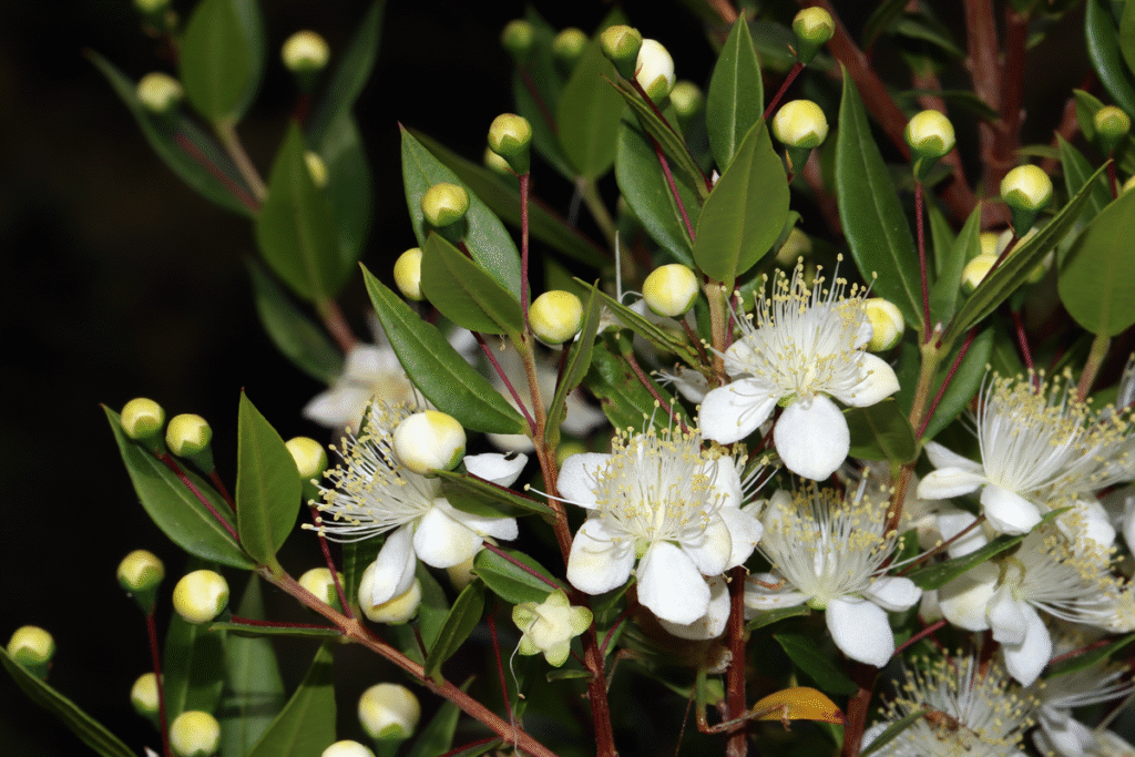 Myrtus