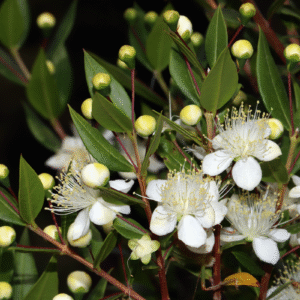 Myrtus communis