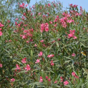 Nerium Oleander