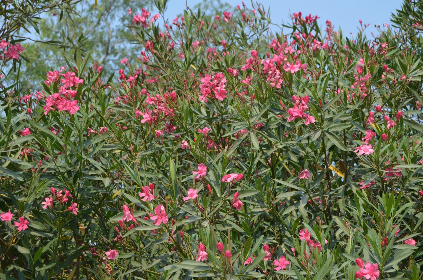 Nerium Oleander Nerium Oleander