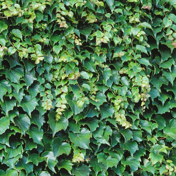 Parthenocissus Triscupidata