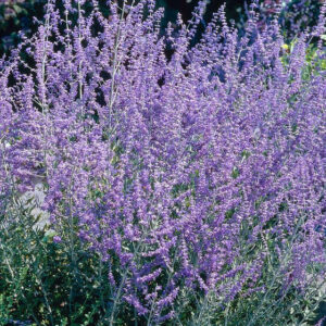 Perovskia Atriplicifolia "Blue Spire"