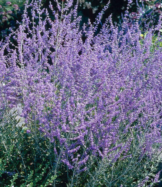 Perovskia Atriplicifolia "Blue Spire"
