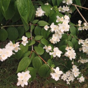 Philadelphus Hibridus