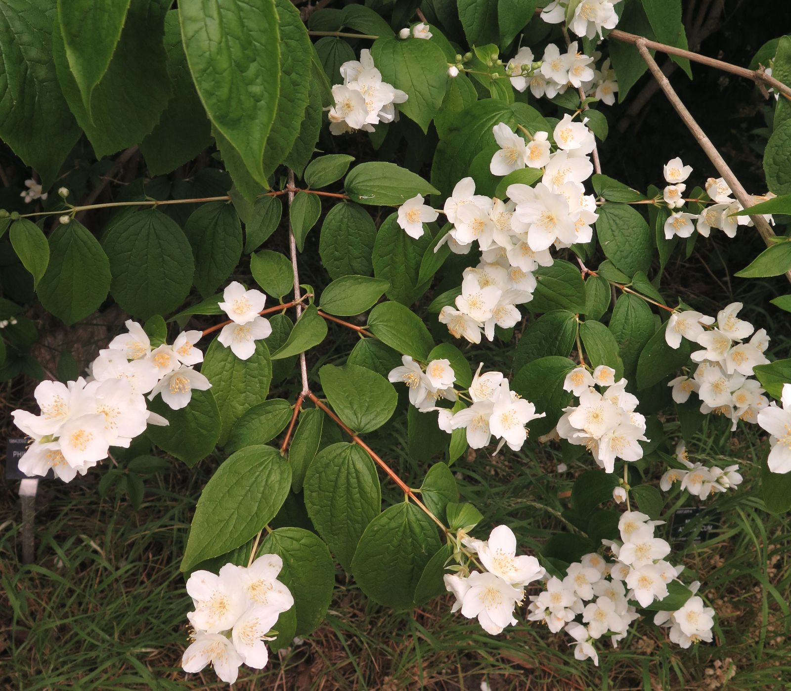 Philadelphus Hibridus