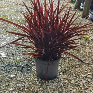 Phormium tenax Atropurpurea