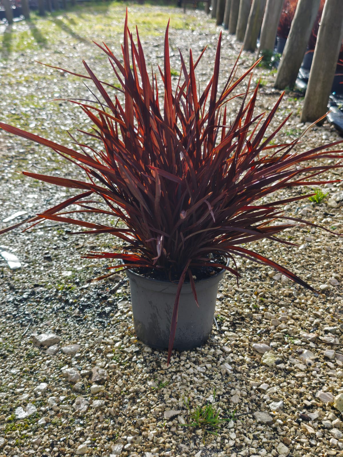 Phormium tenax Atropurpurea