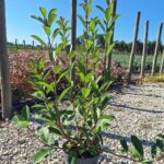 Photinia serrulata