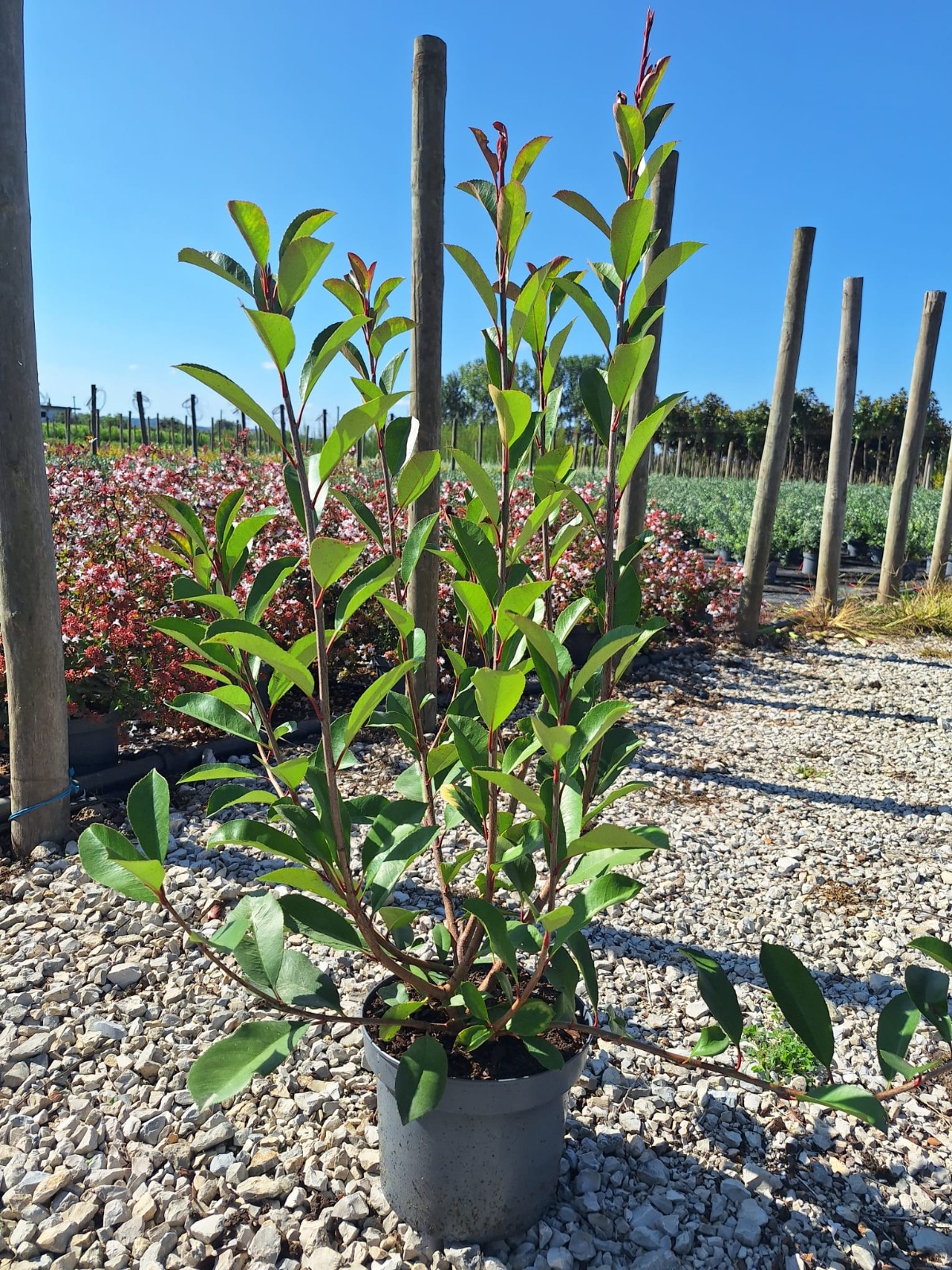 Photinia serrulata