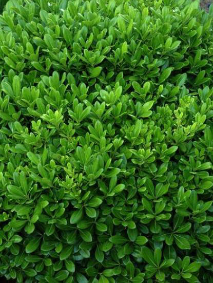 Pittosporum Tobira "Nana"