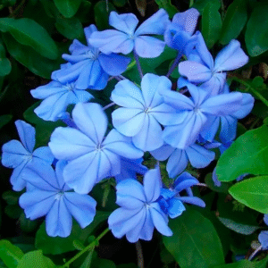Plumbago Capensis