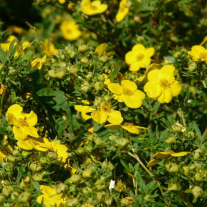 Potentilla Fruticosa "Gold Finger"