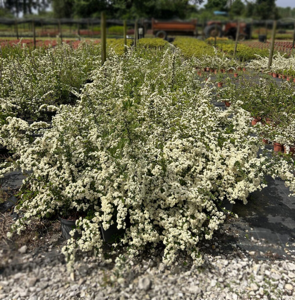Pyracantha (5l)