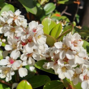 Raphiolepsis Umbellata