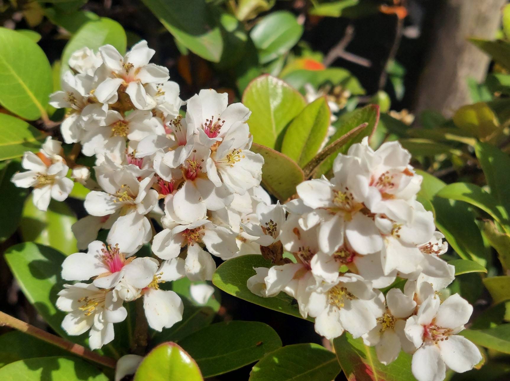 Raphiolepsis Umbellata