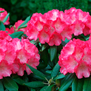 Rhododendron