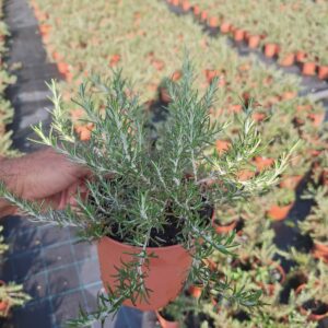 Rosmarinus officinalis Prostatus V1,3L