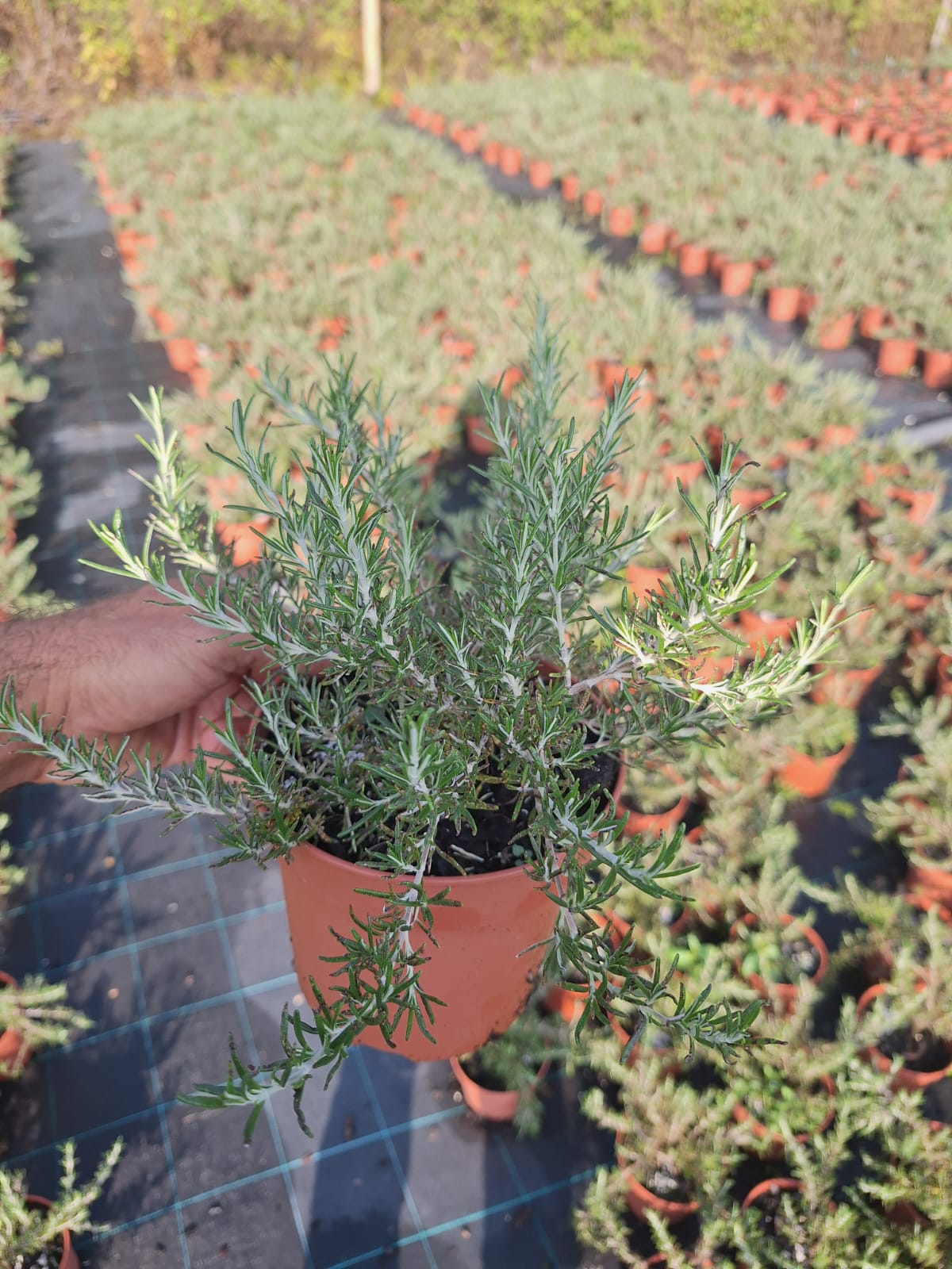 Rosmarinus officinalis Prostatus V1,3L