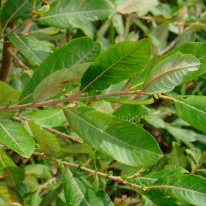 Salix Atrocinera
