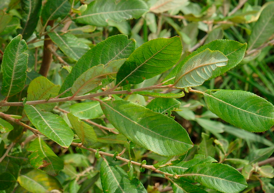 Salix Atrocinera