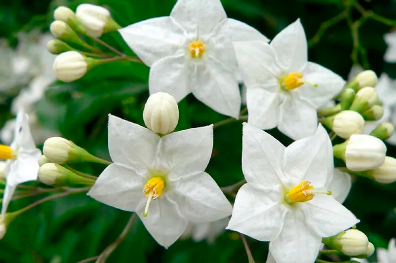 Solanum Jasminoide Solanum Jasminoide