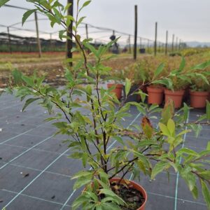 Spiraea cantoniensis V1,3L