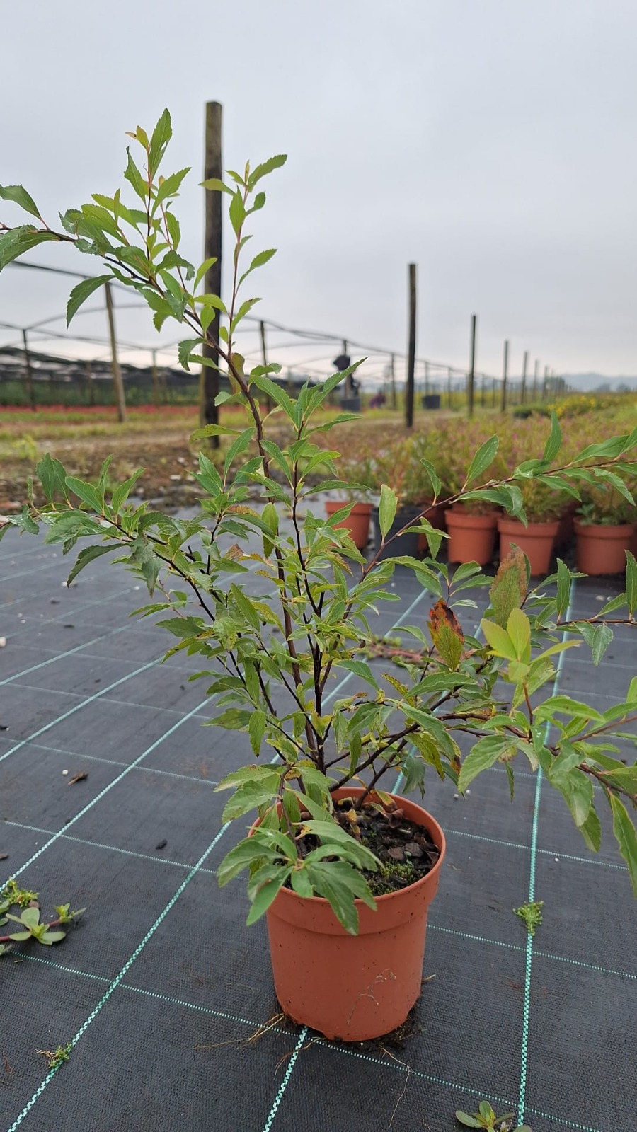 Spiraea cantoniensis V1,3L