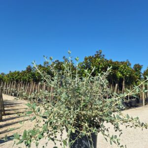 Teucrium fruticans V5L