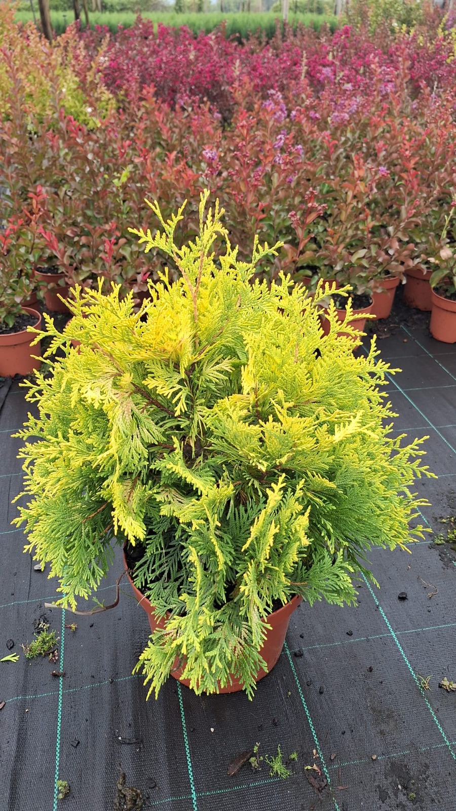 Thuya Occidentalis Sunkist V5L