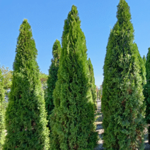 Thuya Occidentalis