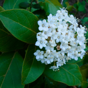 Viburnum Tinus