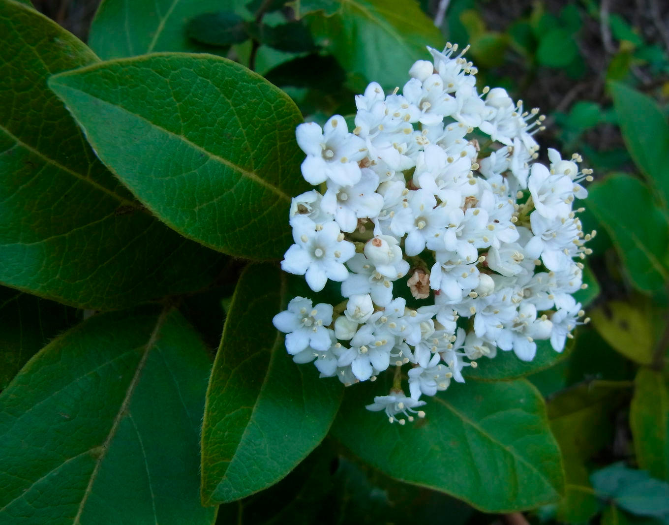 Viburnum Tinus Viburnum Tinus