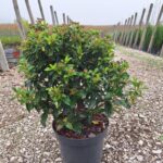 Viburnum tinus V5L