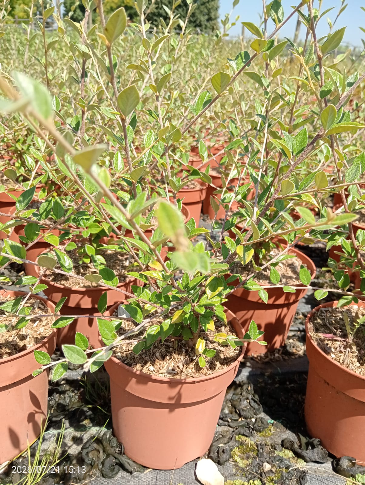 Cotoneaster Franchetti