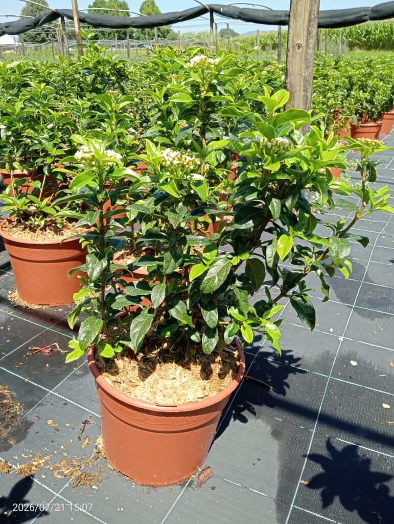 Viburnum Tinus (5l)