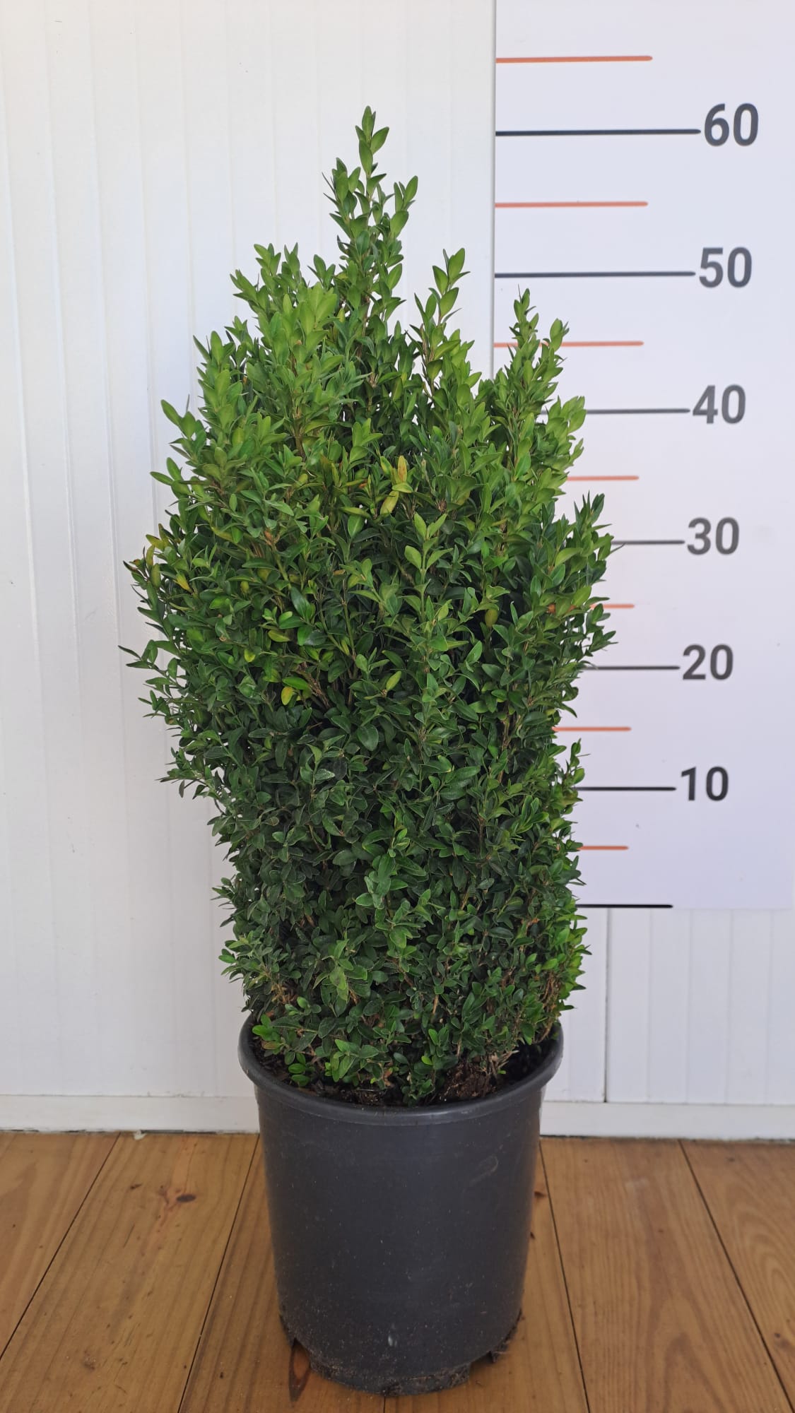 buxus