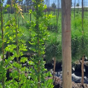 Wisteria sinensis V1,3L