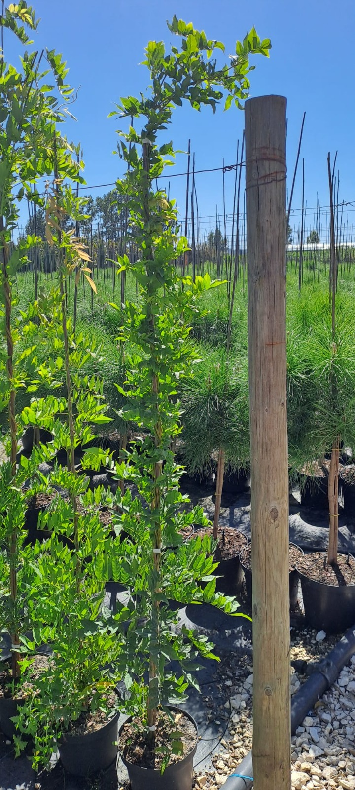 Wisteria sinensis V1,3L