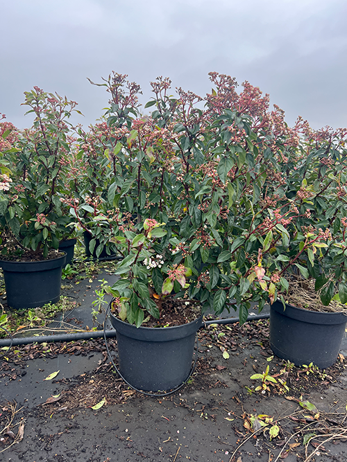 Abelia Grandiflora
