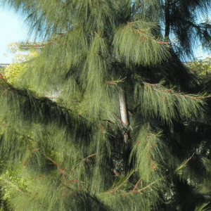 Casuarina Equisetifolia