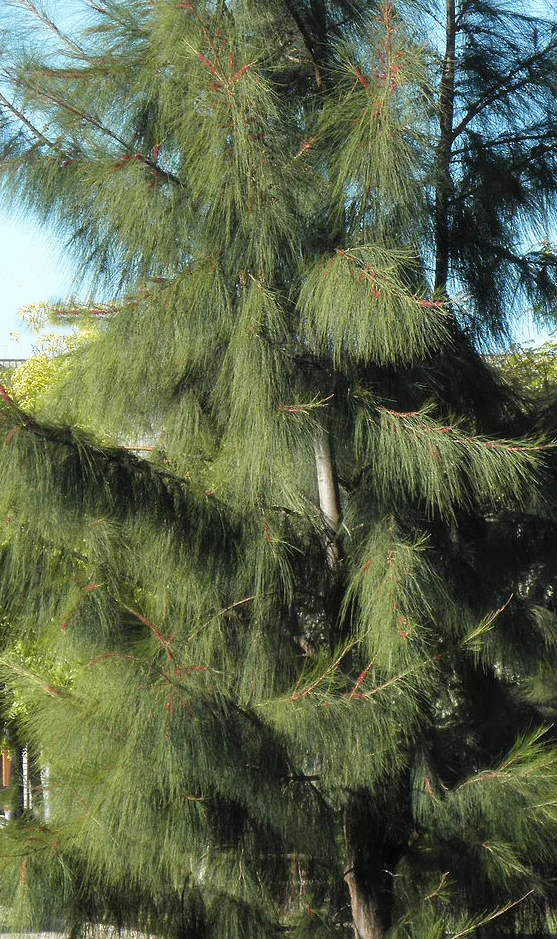 Casuarina Equisetifolia
