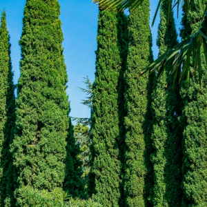 Cupressus Sempervirens